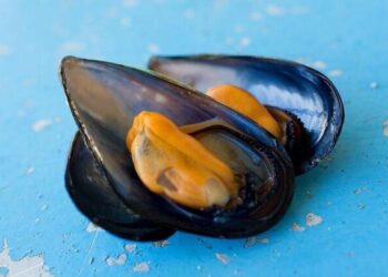 Mosciolo selvatico di Portonovo: appello per lo stop alla pesca fino al 2026