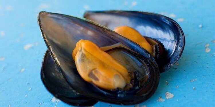 Mosciolo selvatico di Portonovo: appello per lo stop alla pesca fino al 2026