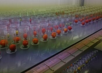 Agroalimentare: molecole naturali per conservare frutta e verdura più a lungo