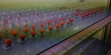 Agroalimentare: molecole naturali per conservare frutta e verdura più a lungo