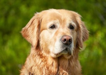 Golden Retriever Experience: chiuso il “paradiso” delle coccole a pagamento. Dietro i sorrisi, un incubo
