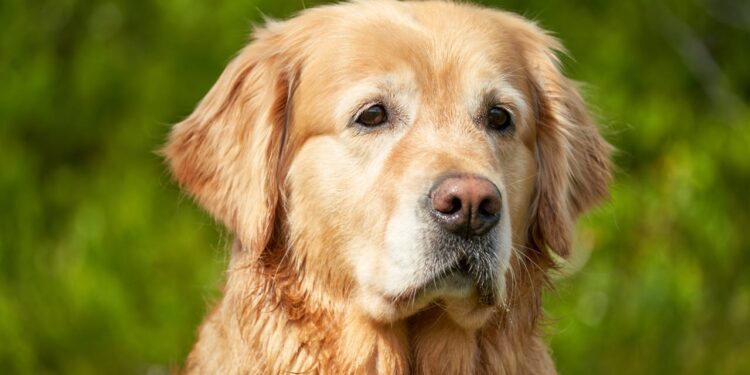 Golden Retriever Experience: chiuso il “paradiso” delle coccole a pagamento. Dietro i sorrisi, un incubo