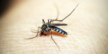 Virus West Nile: 7 nuovi casi nel Lazio, due con sintomi neurologici gravi