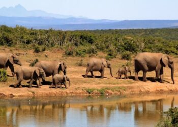 Zambia, due turiste travolte e uccise da un elefante durante un safari
