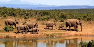 Zambia, due turiste travolte e uccise da un elefante durante un safari