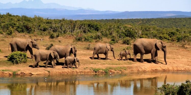 Zambia, due turiste travolte e uccise da un elefante durante un safari