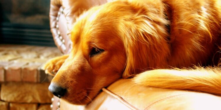 Golden Retriever Experience: chiuso il “paradiso” delle coccole a pagamento. Dietro i sorrisi, un incubo