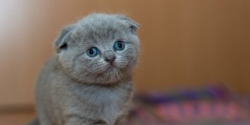 Il gatto presidenziale dell’Indonesia scortato in passeggino da 6.000 euro: polemiche e simbolo di affetto