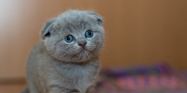 Il gatto presidenziale dell’Indonesia scortato in passeggino da 6.000 euro: polemiche e simbolo di affetto