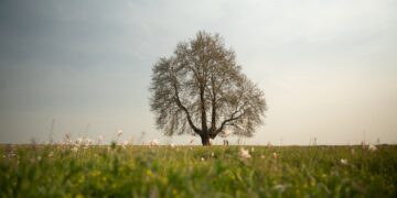 Sycamore Gap Tree, abbattuto l’albero di Robin Hood: condanna record per i responsabili
