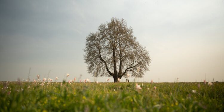 Sycamore Gap Tree, abbattuto l’albero di Robin Hood: condanna record per i responsabili