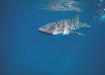 Eleonora Boi morsa da uno squalo a Porto Rico: incinta e ricoverata in ospedale