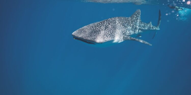 Eleonora Boi morsa da uno squalo a Porto Rico: incinta e ricoverata in ospedale